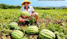 瓜农吃瓜网院长,揭秘瓜农背后的故事与智慧
