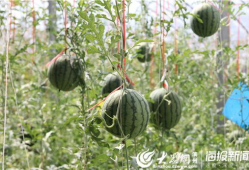 西藏网红视频吃瓜,揭秘当地美食文化魅力