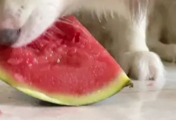 网红狗哥吃瓜,揭秘网红狗界的最新热点事件